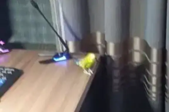 Пропал попугай: Солнечная ул., 70, Сергач