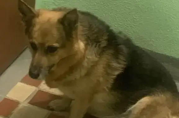 Найдена собака, Мытищи, фото: Собака найдена: 1-й Рупасовский, Мытищи