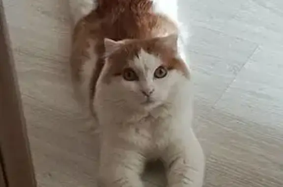 Кошки потеряшки, Сорочинск, фото: Потеряшка кошка, Орджоникидзе 123, Сорочинск