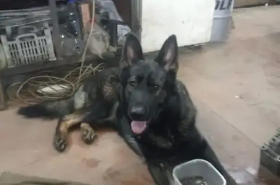 Найдена собака, Тульская область, фото: Собака найдена в Ефремове, Тульская обл.