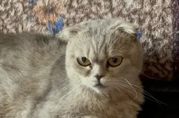 Найдена кошка, Казань, фото: Кошка найдена: ул. Фучика, 12А, Казань