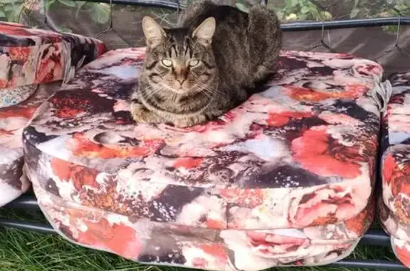 Кошки потеряшки, Мяглово, фото: Потеряшка кошка, Мягловская ул. 34А, Мяглово