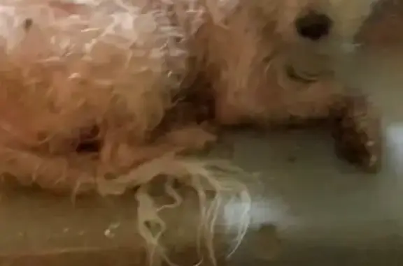 Найдена собака, Истра, фото: Собака найдена: Истринский р-н, Онуфриево