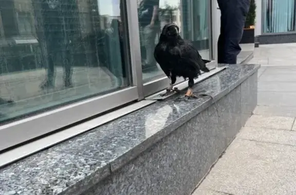 Ворон с тренажером, Бахрушина 31/12 с1