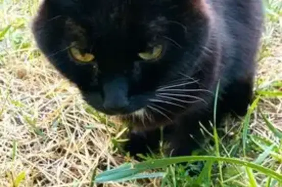 Найдена кошка, Саранск, фото: Найдена черная кошка, ул. Серова, Саранск