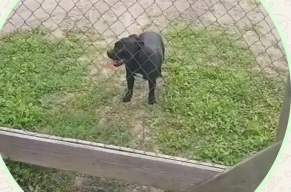 Найдена собака, Московская область, фото: Найдена собака, МО