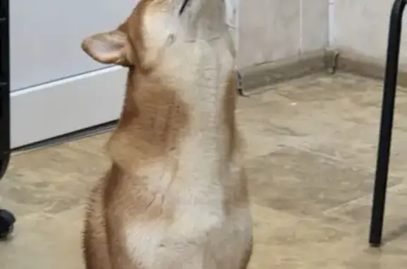 Собака найдена: Моск. проспект, 31, Пушкино