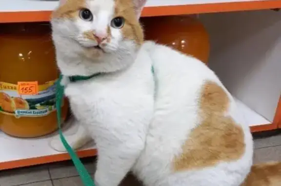 Кошка пропала: Старые Атаги, Чечня