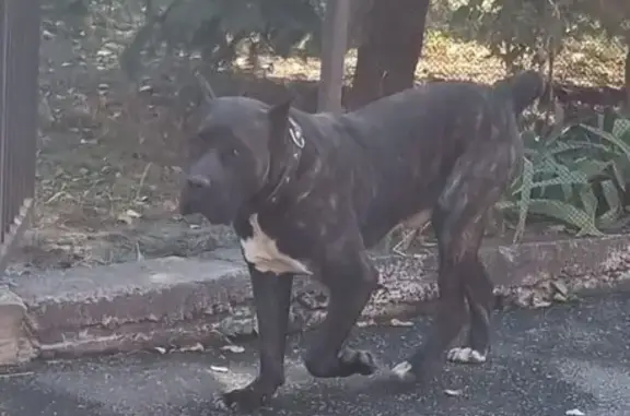 Собака найдена: Пограничная 1, Владикавказ