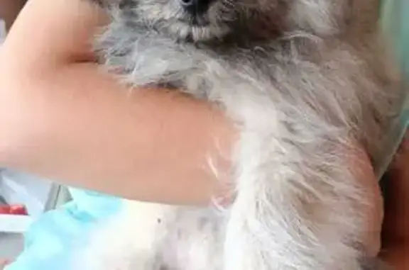 Найдена собака, Полысаево, фото: Собака найдена: ул. Почётного Шахтёра, 36