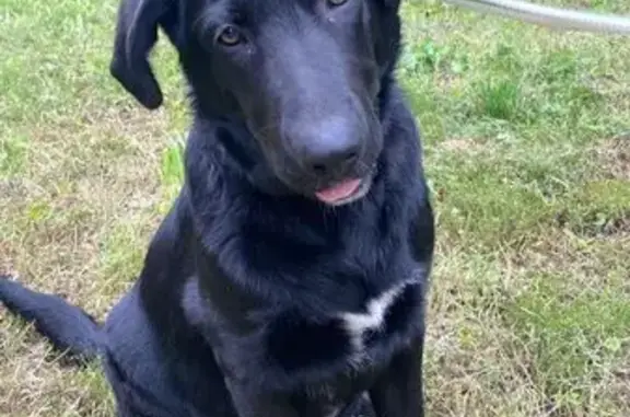 Щенок найден: ул. Московская, 29, Тамбов