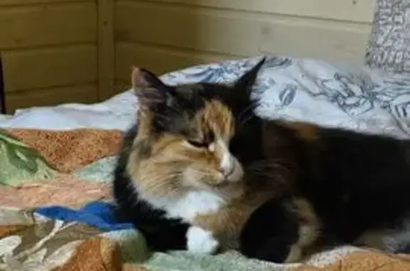 Кошки потеряшки, , фото: Потеряшка кошка в Новом, Марий Эл