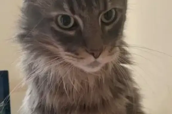 Кошки потеряшки, Петрозаводск, фото: Потеряшка кошка, ул. Птицефабрика, 25