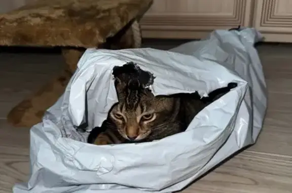 Кошки потеряшки, Изобильный, фото: Потеряшка кошка, Ленинградская 12, Изобильный