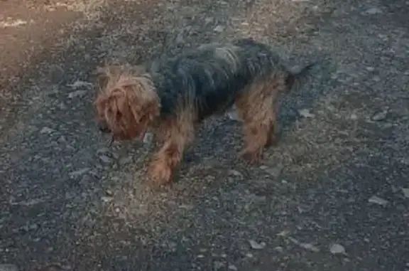 Найдена собака, Нежинка, фото: Йорк найден: Западная ул., Нежинка