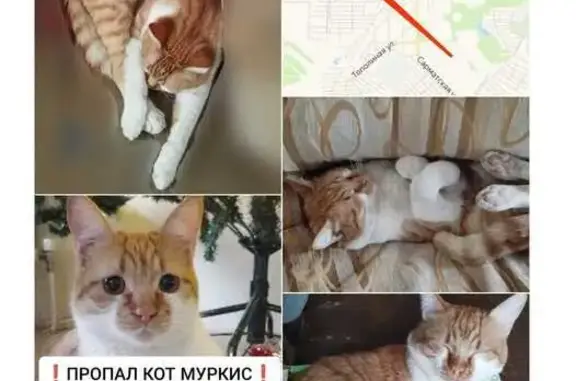 Пропала кошка в СНТ Виноград, Ростовское ш.