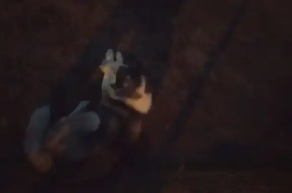 Хаска найдена: ул. Лебедева, 97, Томск