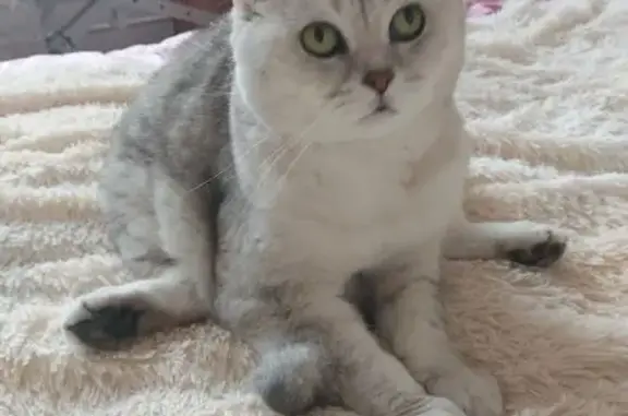 Пропала кошка, МО, вознаграждение!