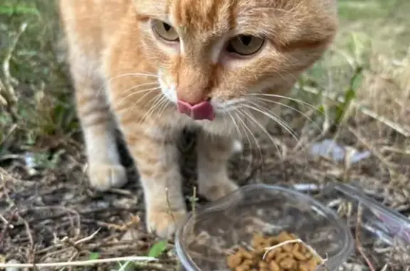 Кошка найдена: Советская ул. 127, Магнитогорск