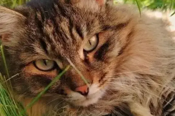 Пропала кошка, ул. Горбунова, 15, Братск