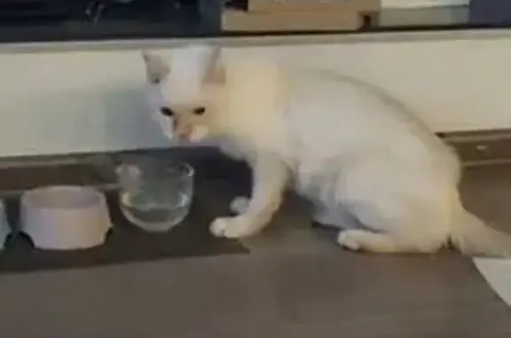 Кошки потеряшки, Воркута, фото: Потеряшка кошка, ул. Ленина 36А, Воркута