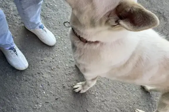 Собака найдена на ул. Морской, Мурманск