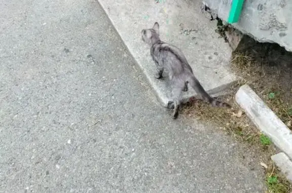 Кошка найдена на Трубачёва, 41, Екатеринбург