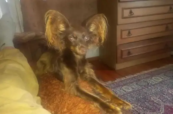 Найдена собака, Дивенский, фото: Коричневая собака найдена: 41К-470, Дивенский