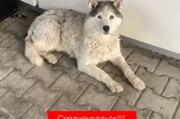 Хаски найден на Советской 108, Среднеуральск