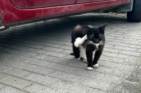 Котик найден на Чукотской 2, Калининград