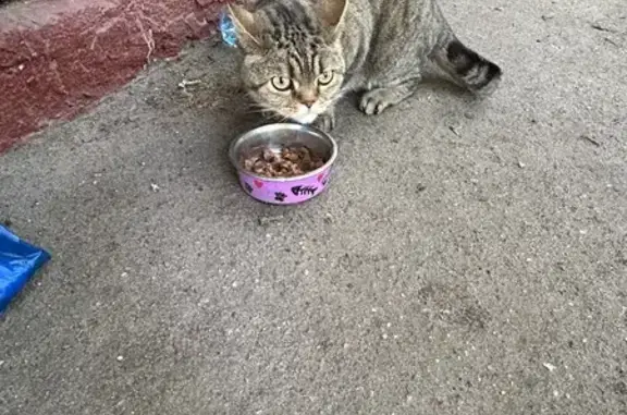 Кошка найдена: Лётчика Бабушкина, 25/16