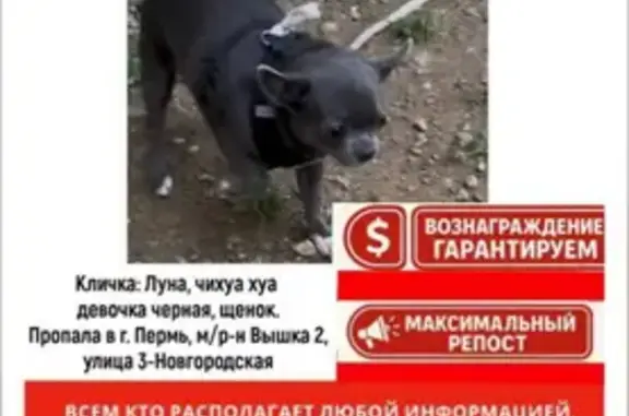 Собака пропала, Вышка2, Искорская 10