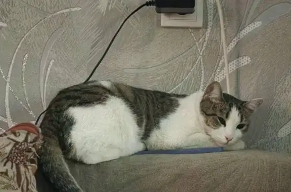 Пропала кошка, пр. Карла Маркса, 89А