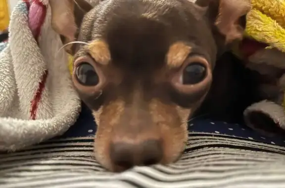 Пропал той терьер Чарли, Элиста, 19