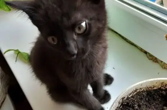 Пропала кошка, Припарковая ул., 3, Советский