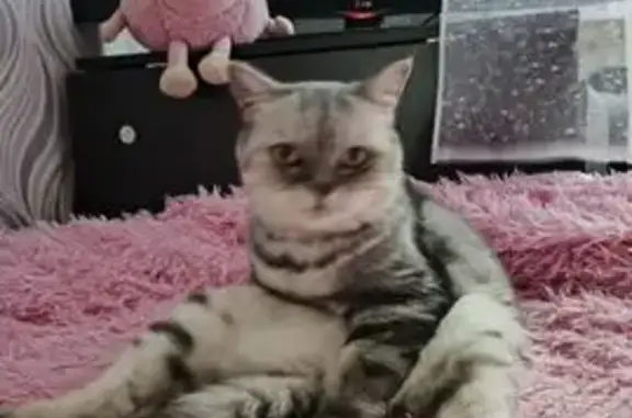 Пропала кошка, Казань