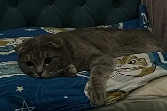 Кошки потеряшки, Нижневартовск, фото: Потеряшка кошка на Западной 339А, СНТ Авиатор 3