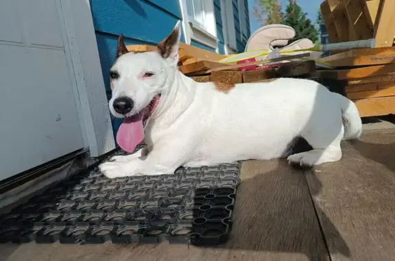 Найдена собака, Путиловское сельское поселение, фото: Найдена собака, 12-я линия, 332, Путилово