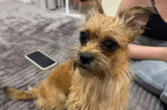 Собака найдена на Чернышевского, 8, Иркутск