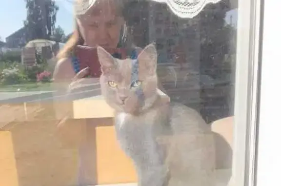 Пропала кошка, Свердловская обл.