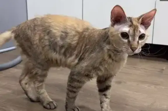 Найдена кошка, Саранск, фото: Кошка найдена, проезд Жуковского 12, Саранск