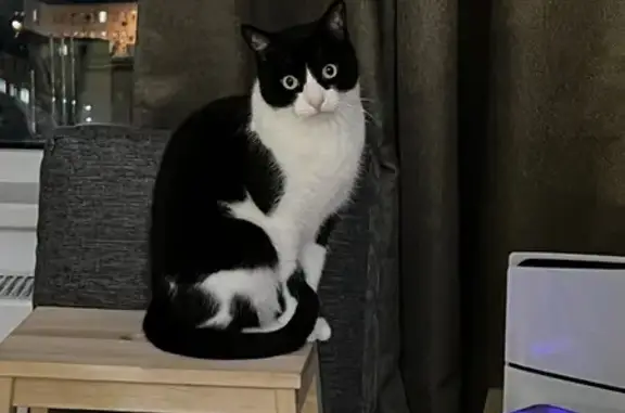 Пропала кошка, ул. Добролюбова 8 к3