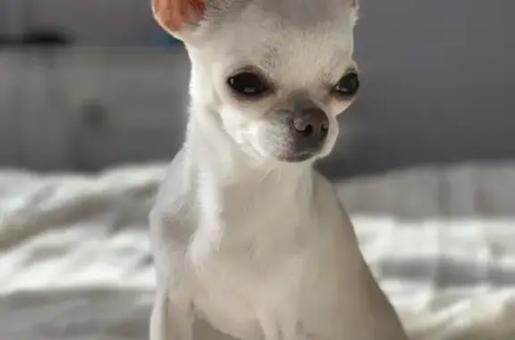 Собаки потеряшки, Воронежская область, фото: Потеряшка собака, Ступино, Воронежская обл.