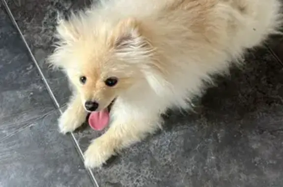 Найдена собака, Карабихское сельское поселение, фото: Собака найдена между Сергеево и Любашино