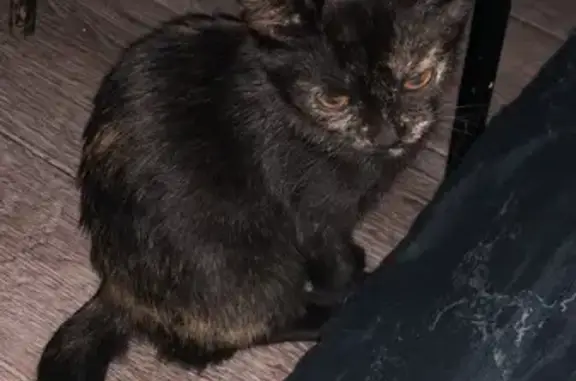 Кошки потеряшки, Назарово, фото: Потеряшка кошка: Сибирская ул., 12, Назарово