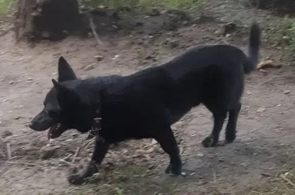 Найдена собака, Самара, фото: Собака найдена на ул. Ивана Булкина, Самара