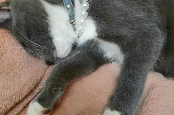 Кошки потеряшки, , фото: Потеряшка кот у Пятёрочки, Верхне-Заречная 4Б