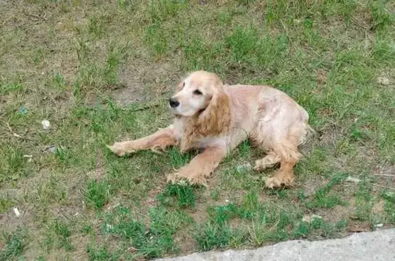 Найдена собака, Ярославль, фото: Собака найдена: ул. Шевелюха, 96, Ярославль