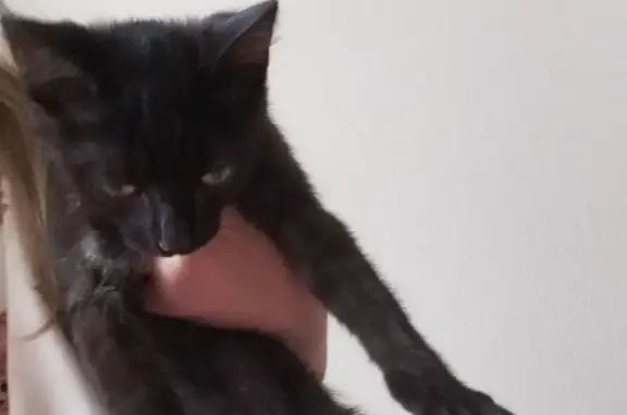 Чёрная кошка найдена на Набережной, 20