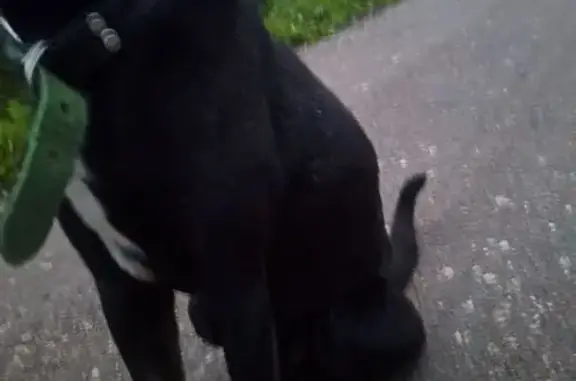 Найдена собака, Московская область, фото: Найдена собака в Кутьино, Московская обл.